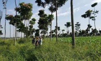 Os estoques de carbono podem mudar quando a terra muda de uso entre pastagens e agricultura