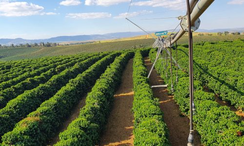 Nova técnica usa Inteligência Artificial para mapear plantações de café