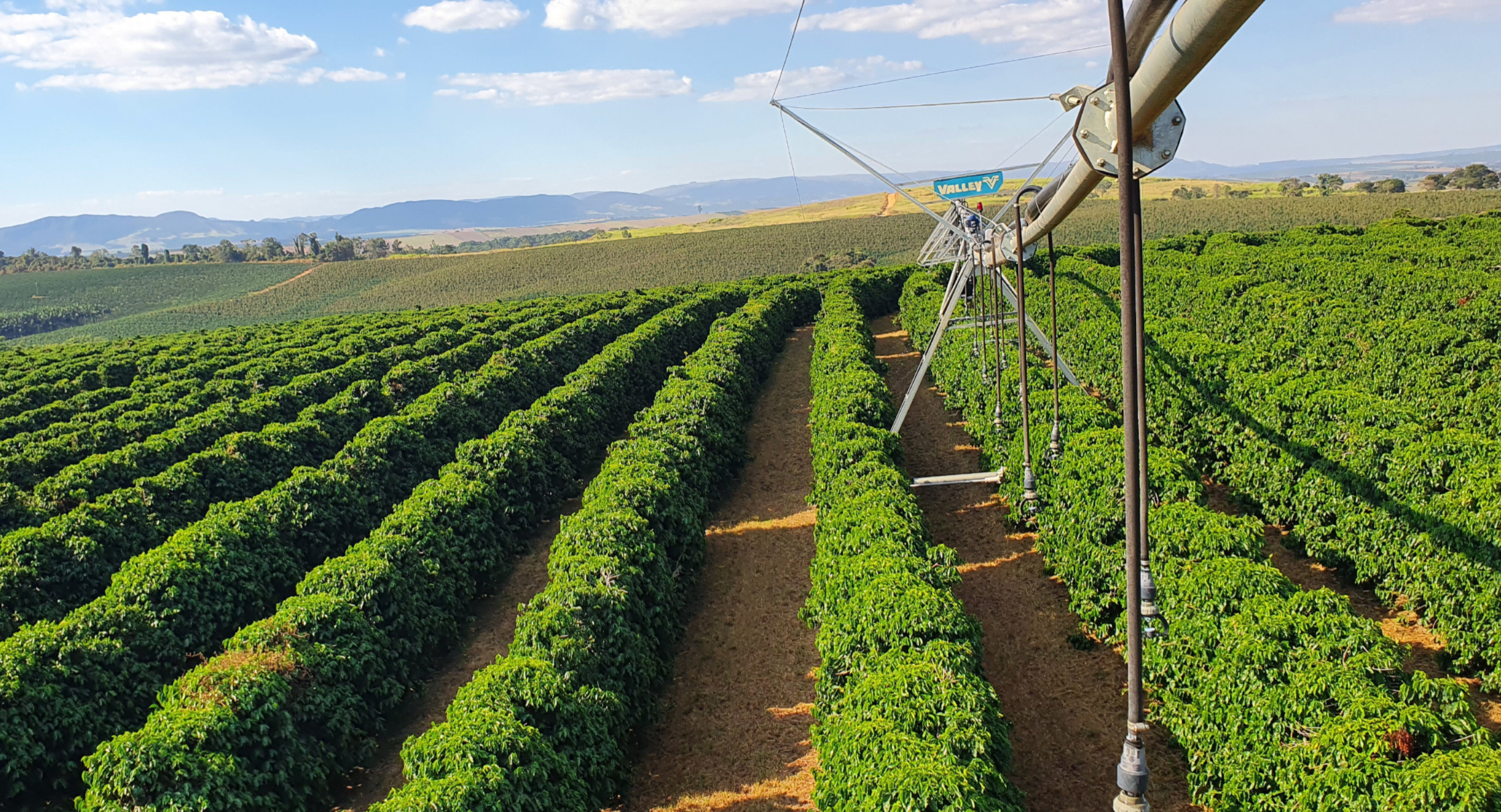Irrigação com pivô central nas plantações de café garante aumento de ...