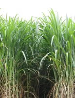 O capim elefante pode ser cultivado do Norte ao Sul do Brasil e apresenta muita qualidade nutricional