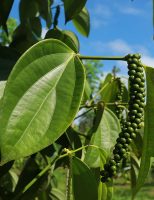 O manejo da pimenteira-do-reino em florestas pode reduzir os custos de produção
