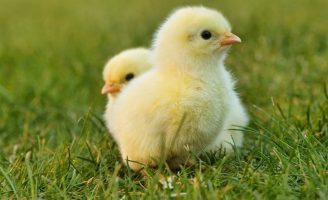 Sexagem in-ovo pode ser realidade no Brasil, em breve