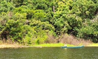 A praga da murcha bacteriana do tomate pode ser combatida com bactérias encontradas em rios amazônicos