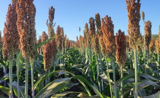 O Brasil vem se destacando como um dos grandes produtores de sorgo no mundo