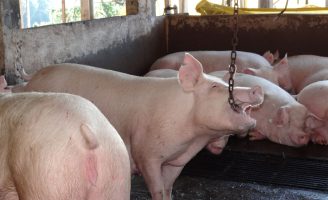 Como reduzir os custos da produção de suínos com uso de enzimas na alimentação