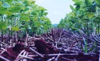 Fertilizante a base de peixe ajuda no trato da agricultura regenerativa
