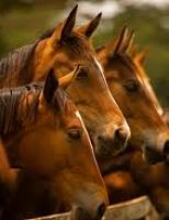 Como fazer um plano de cuidados especiais para manter a saúde do cavalo