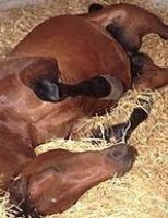 Como tratar um cavalo com cólica