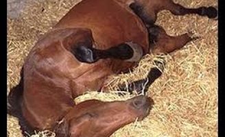 Como tratar um cavalo com cólica