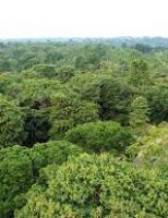 Identificadas mais de 600 castanheiras nativas nas florestas amazônicas