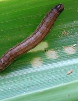 Um forte bioinseticida contra a lagarta do cartucho