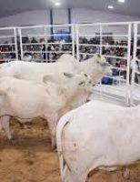 Regras mais duras para quem desiste do arremate em leilões pecuário
