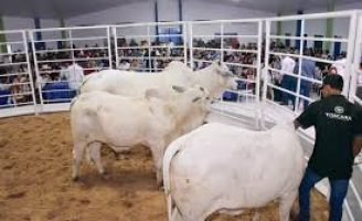 Regras mais duras para quem desiste do arremate em leilões pecuário