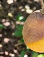 Estresse ambiental facilita ataque da podridão de ramos em pomares de laranja