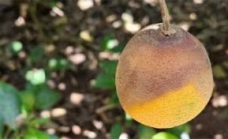 Estresse ambiental facilita ataque da podridão de ramos em pomares de laranja