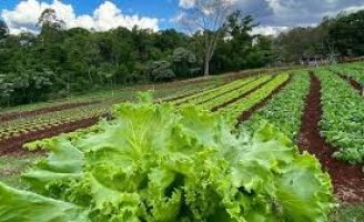 Como fazer uma plantação de vegetais