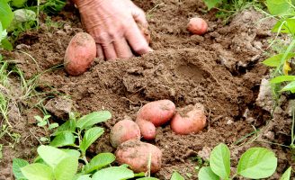 Duas novas portarias normatizam o cultivo da batata no Brasil