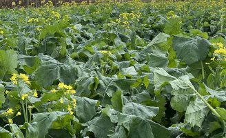 Pesquisadores preparam as primeiras cultivares híbridas de canola adaptadas ao clima brasileiro