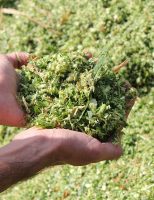 Um capim acaba de ser indicado para produção de biomassa para geração de energia