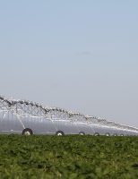 Com irrigação o trigo pode render mais que o dobro da produção média nacional