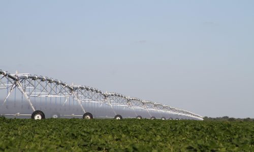 Com irrigação o trigo pode render mais que o dobro da produção média nacional