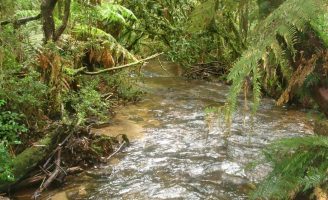 Cuidados com o solo e o meio ambiente para recuperar os riachos