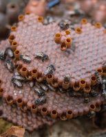 As abelhas podem identificar as caixas da colônia pela cor