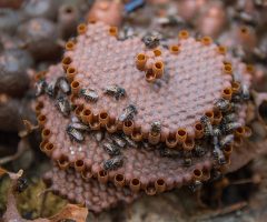 As abelhas podem identificar as caixas da colônia pela cor