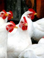 Época de muito calor exige cuidados e planejamento nas granjas de aves