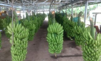A maior feira sobre bananicultura no Brasil vai até amanhã em São Paulo