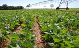 Estudo confirma: uso de irrigação no agro gera mais emprego e melhor renda