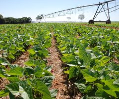 Estudo confirma: uso de irrigação no agro gera mais emprego e melhor renda