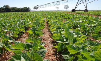 Estudo confirma: uso de irrigação no agro gera mais emprego e melhor renda