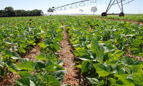 Estudo confirma: uso de irrigação no agro gera mais emprego e melhor renda