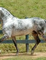 Criadores do cavalo Mangalarga Marchador de Marcha Picada de Pernambuco são homenageados na Assembleia Legislativa