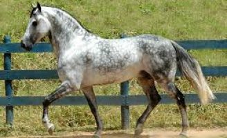 Criadores do cavalo Mangalarga Marchador de Marcha Picada de Pernambuco são homenageados na Assembleia Legislativa