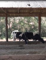 Uso dos cereais de inverno é ótima alternativa para a produção de silagem