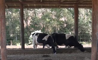 Uso dos cereais de inverno é ótima alternativa para a produção de silagem