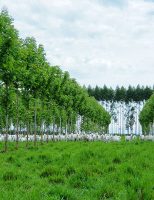 Pecuarista ganha mais criando gado de corte em pastagem onde se planta capim e teca