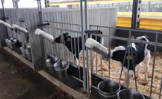 Bezerras leiteiras se dão melhor alojadas em dupla