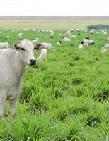 Estudo revela caminhos para aumentar a produtividade da pecuária sem abrir novas áreas