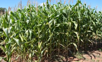 Produção de milho no sul do país ameaçada por causa da seca e do frio