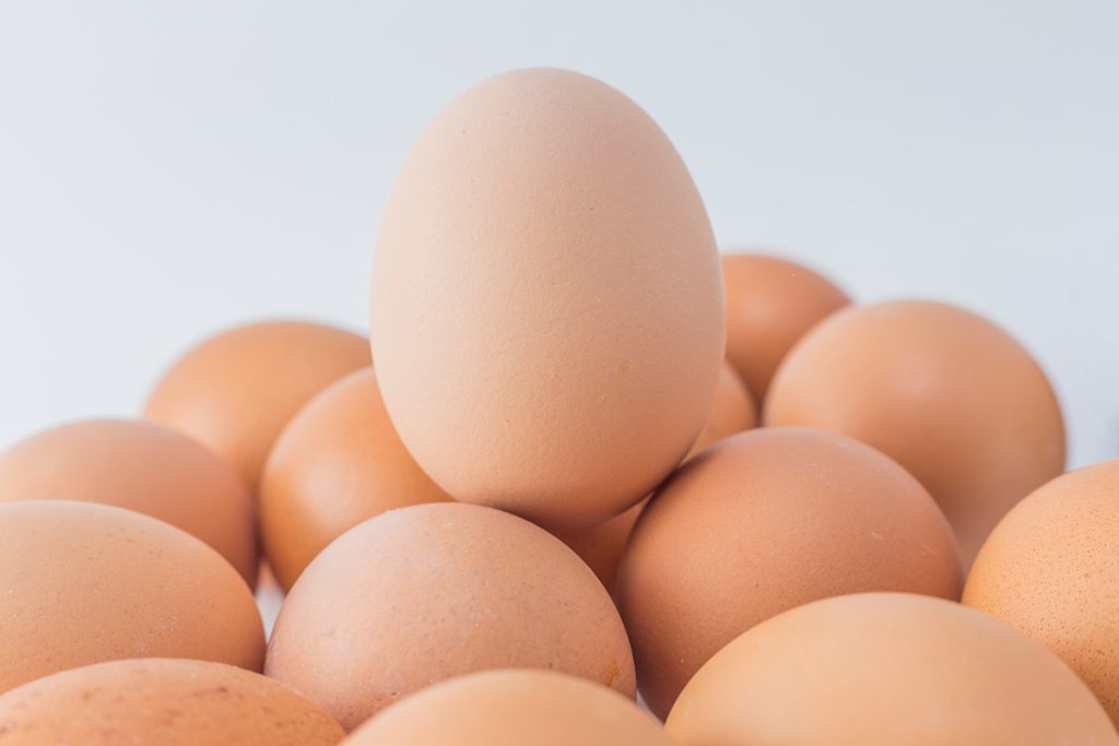 Avicultura: a importância de cuidar bem da qualidade da casca do ovo