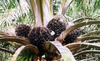Atenção viveiristas: Ainda é possível se inscrever para ser um vendedor autorizado de sementes de palma de óleo