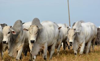 Dicas para engordar um novilho para venda
