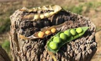 Feijão guandu aparece como reforço para alimentação humana de baixa renda