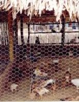 O que representa a avicultura para a agricultura familiar no Brasil