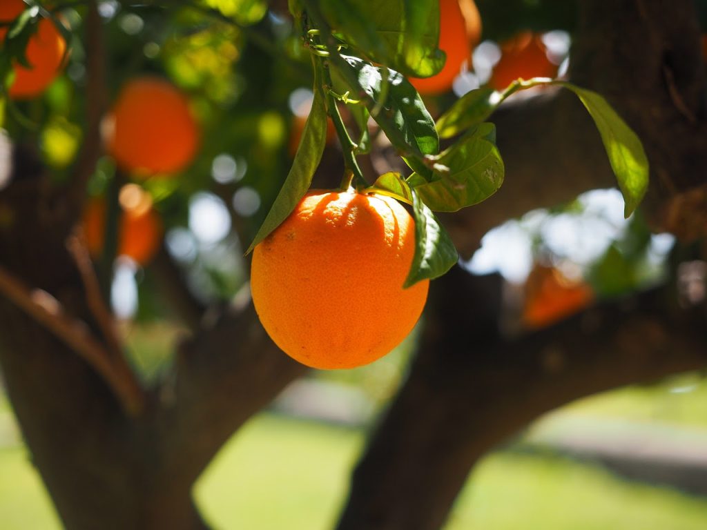 Chegou para os produtores duas novas variedades de laranjas precoces e mais produtivas