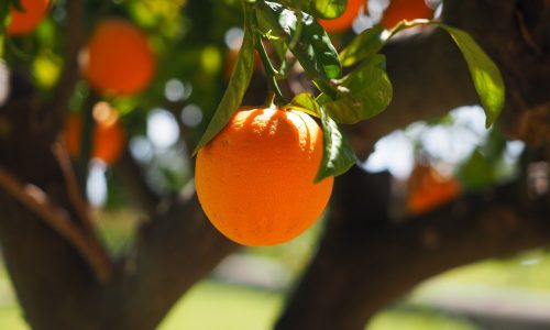 Chegou para os produtores duas novas variedades de laranjas precoces e mais produtivas