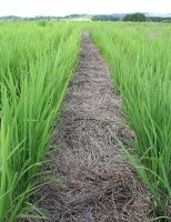 Entenda porque o solo precisa ser mais saudável para que as plantas sejam fortes